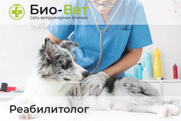 Ветеринары Реабилитологи