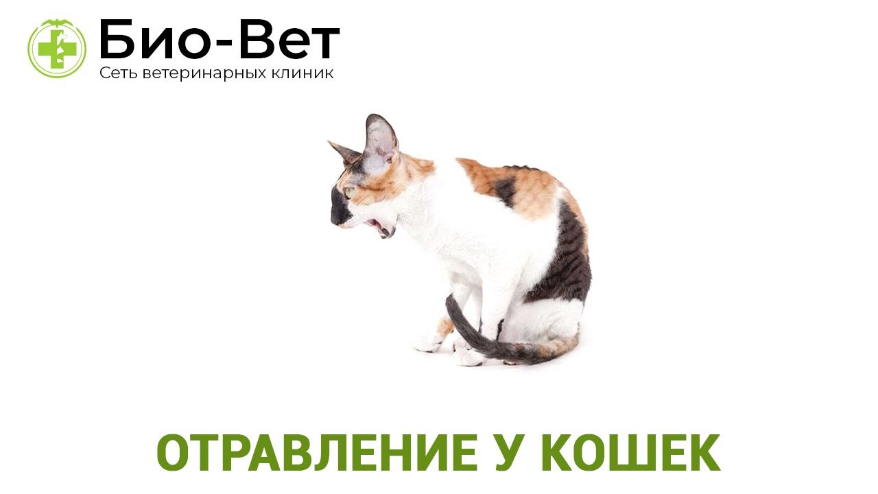 Отравление у кошек – АнимА – ветеринарная клиника в Омске