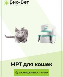 МРТ кошке и коту в Москве