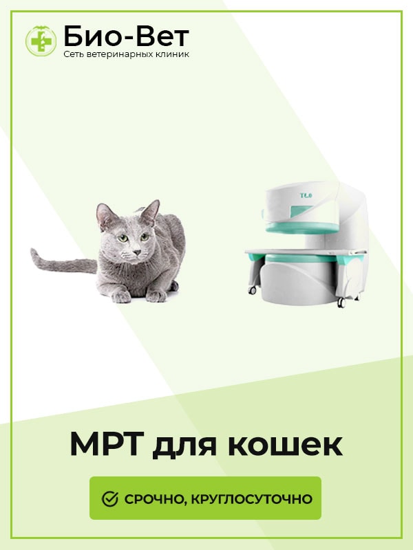 МРТ кошке и коту в Москве