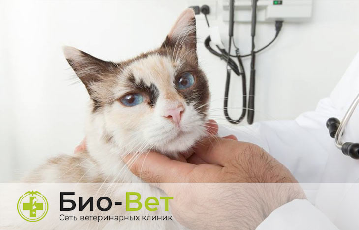 Эффективное лечение гипертиреоза у кошек