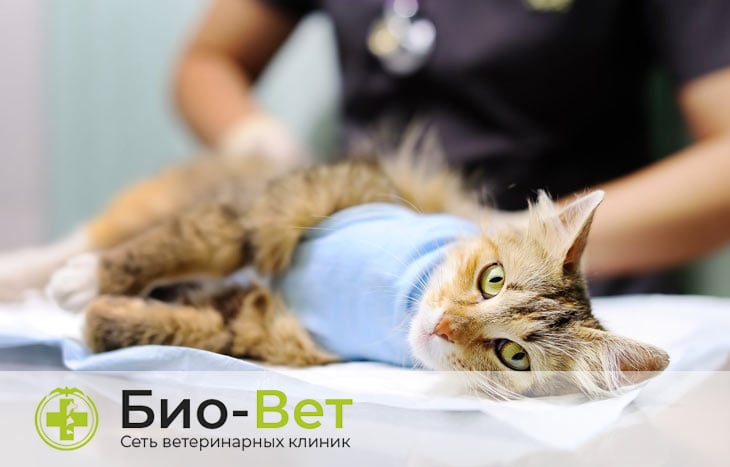 Оперативное лечение гипертиреоза у кошек