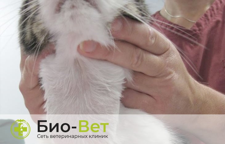 Лечение гипертиреоза у кошек в клинике БиоВет